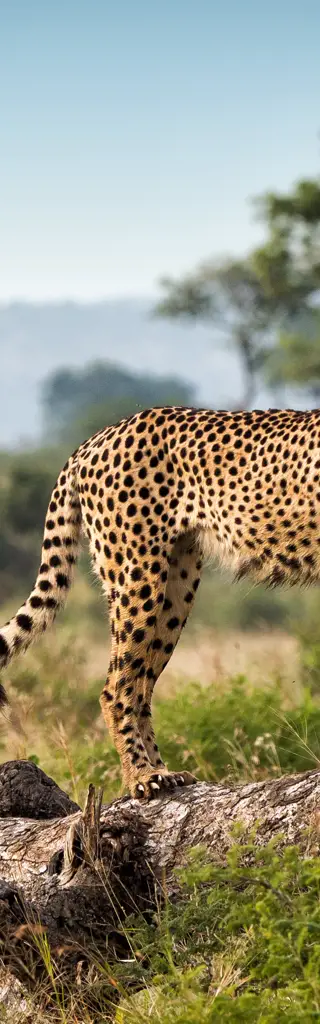 Fotoreise in den Krüger Nationalpark in Südafrika